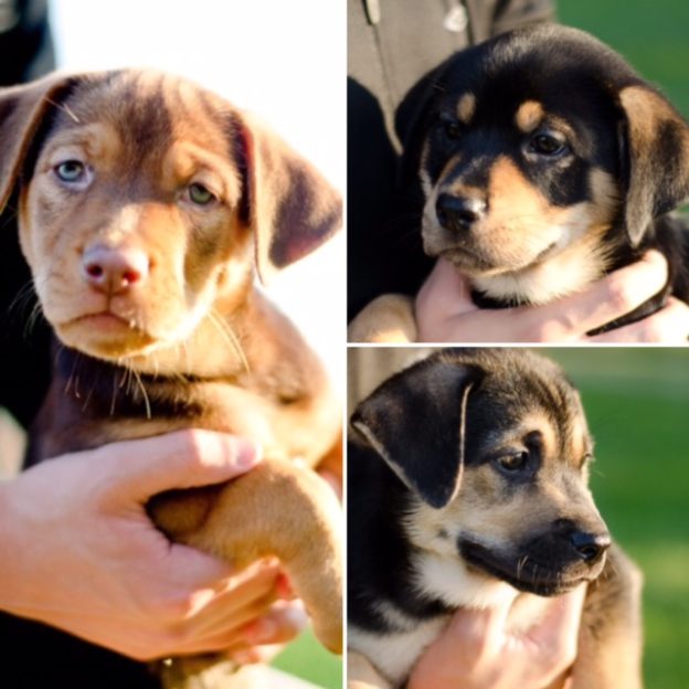 puppy palooza puppy palooza basset and beagle rescue of the heartland puppy palooza puppy palooza basset and beagle rescue of the heartland